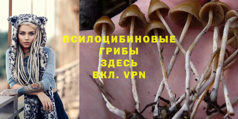 Псилоцибиновые грибы MAGIC MUSHROOMS  Белая Холуница 